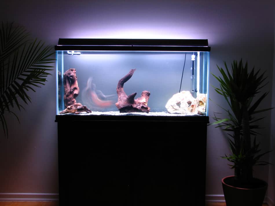 How to fit an aquarium in a home office